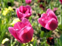 Крымские тюльпаны